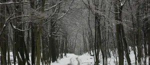 Ellender Wald im Winter