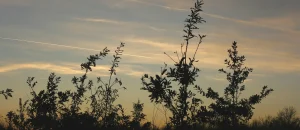 Abendstimmung im Wald