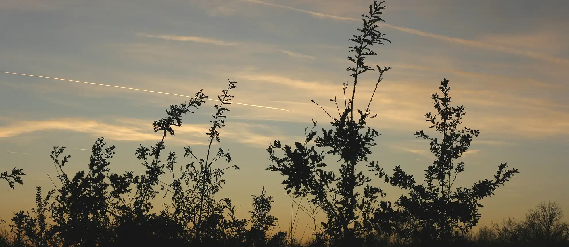Abendstimmung im Wald