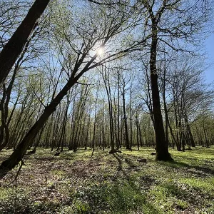 Wald im Frühjahr