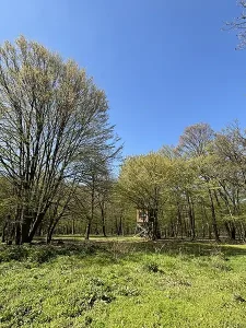 Wald im Frühjahr