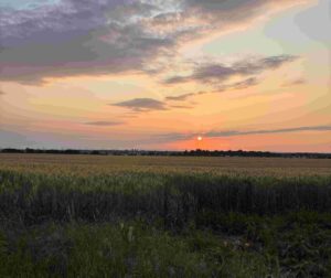 Felder in der Abendsonne