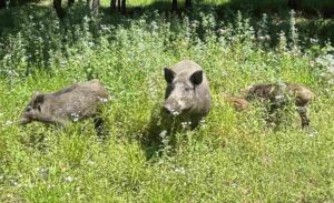 Bache mit Frischlingen