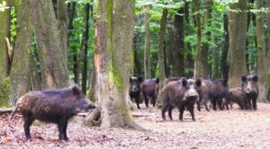 Wildschweine