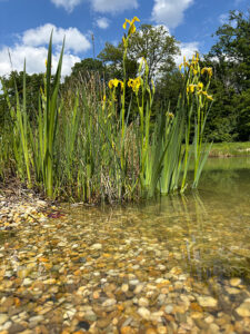 Wasserlilien im Feuchtbiotop