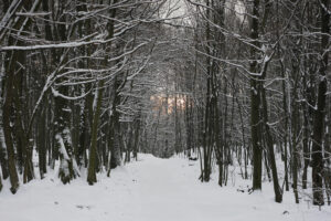 Wald im Winter