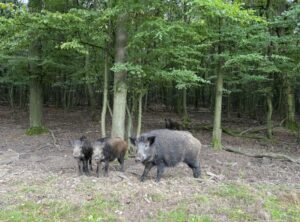 Wildschweine